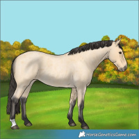 Horse Color:Buckskin Roan 