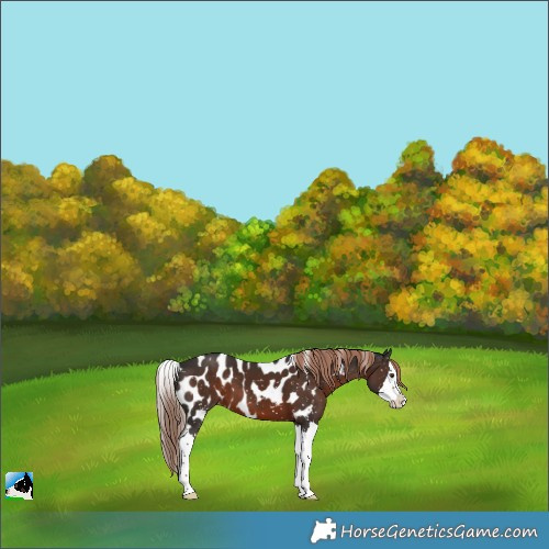 Horse Color:Liver Chestnut Splash Skewed Appaloosa 