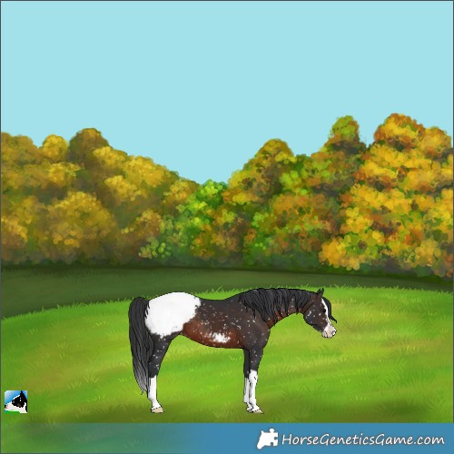 Horse Color:Brown Splash Appaloosa 