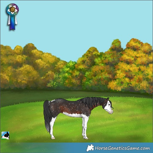 Horse Color:Brown Splash Skewed Appaloosa