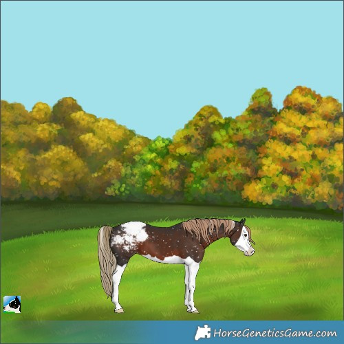Horse Color:Liver Chestnut Splash Appaloosa 