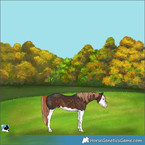Horse Color:Liver Chestnut Splash Skewed LP Spotted