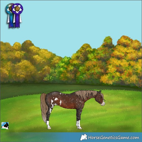 Horse Color:Liver Chestnut Splash Skewed Appaloosa