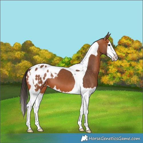 Horse Color:Bay Splash Tobiano Blanket 