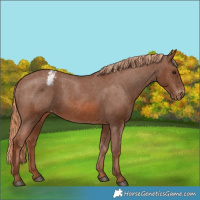Horse Color:Chestnut Appaloosa