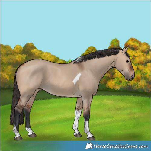 Horse Color:Bay Dun Tobiano
