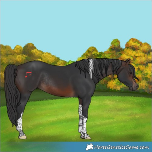 Horse Color:Brown Tobiano Rabicano