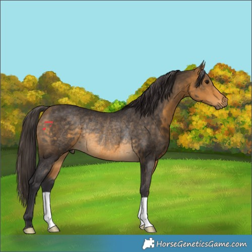 Horse Color:Buckskin Rabicano