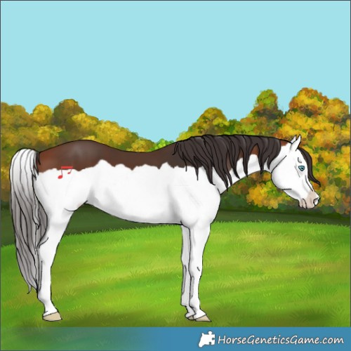 Horse Color:Bay Splash 