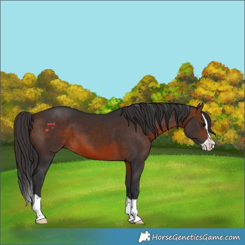 Horse Color:Brown Splash 