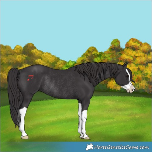 Horse Color:Smoky Black Splash Rabicano 
