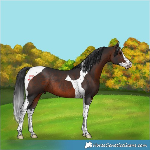 Horse Color:Brown Splash Tobiano Rabicano