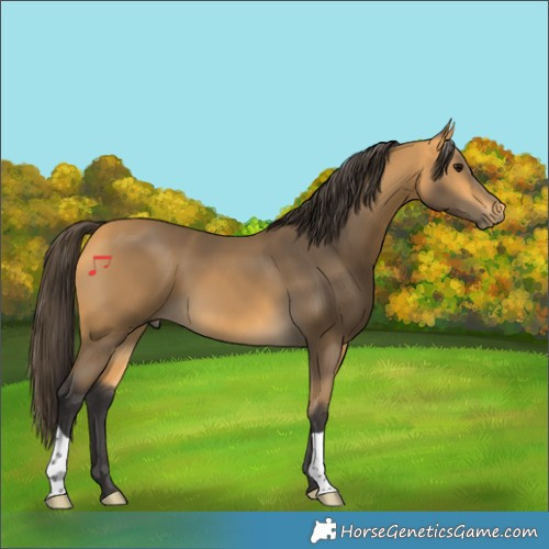 Horse Color:Buckskin