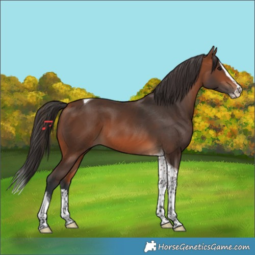 Horse Color:Bay Splash Tobiano