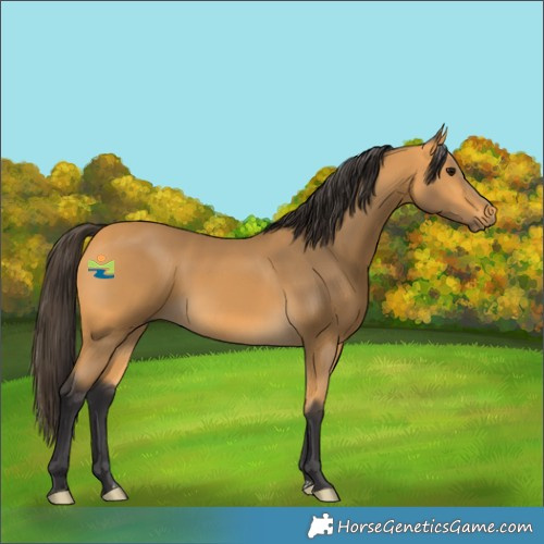 Horse Color:Buckskin
