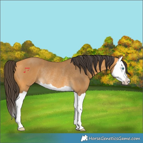 Horse Color:Buckskin Splash Rabicano 