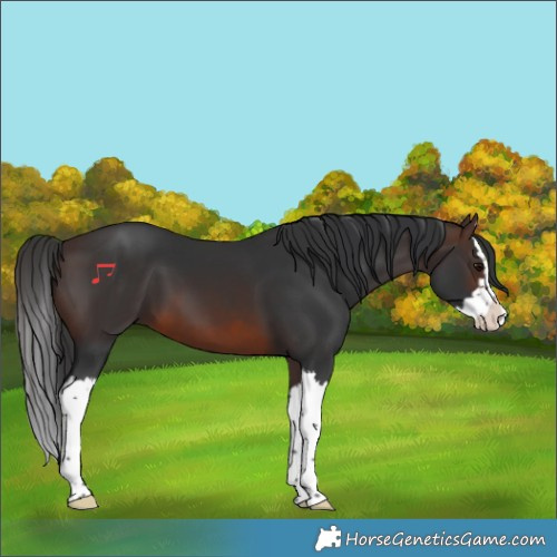 Horse Color:Brown Splash 