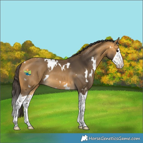 Horse Color:White Spotted Buckskin Splash Rabicano