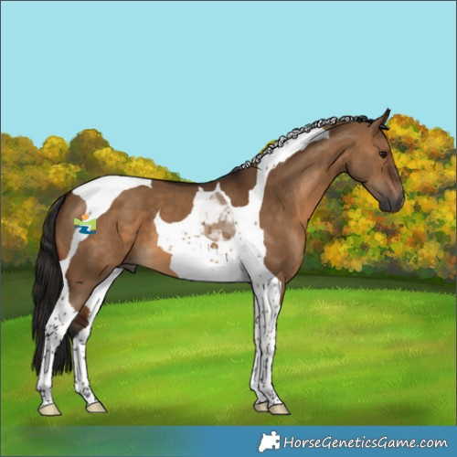 Horse Color:Gray Bay Dun Tobiano