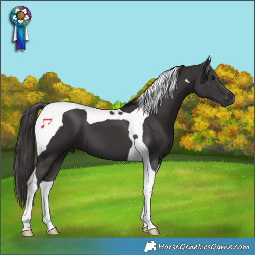 Horse Color:Smoky Black Tobiano