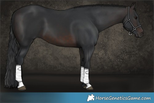Horse Color:Brown 