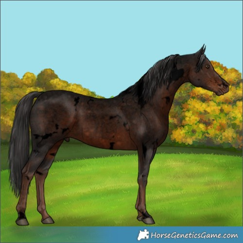 Horse Color:Void White Spotted Liver Red Roan Rabicano 
