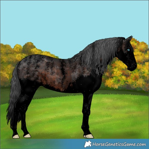 Horse Color:Powder White Void Brown Merle Splash Rabicano