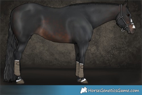 Horse Color:Brown 