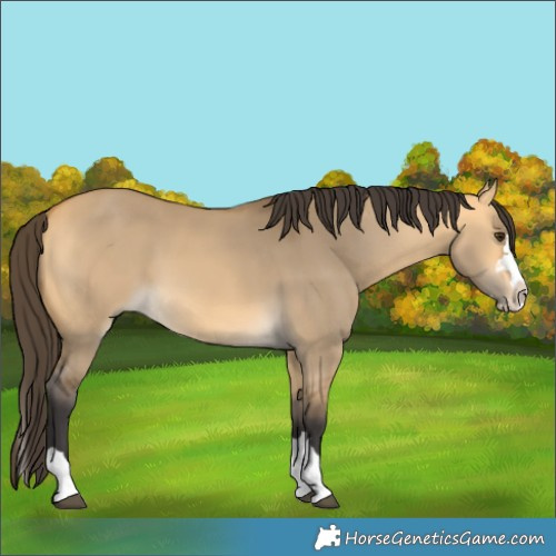 Horse Color:Buckskin Dun Splash 