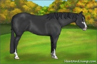 Horse Color:Black Sabino 