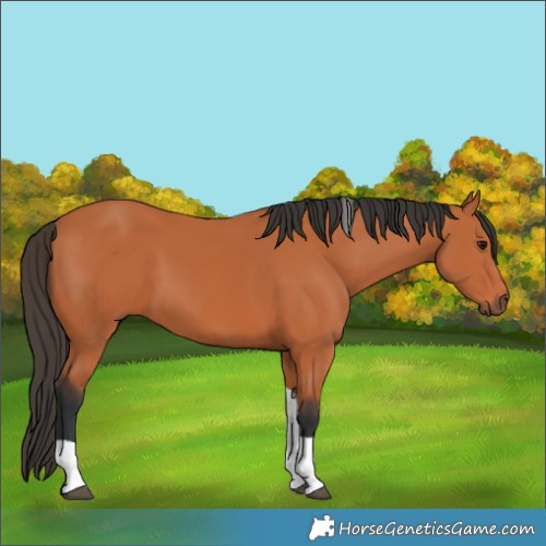 Horse Color:Bay Tobiano
