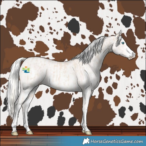 Horse Color:Cremello Sabino  and Cremello Sabino 