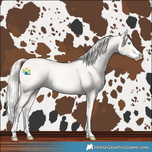 Horse Color:Cremello Roan Dun Splash
