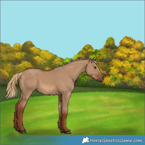 Horse Color:Red Dun 