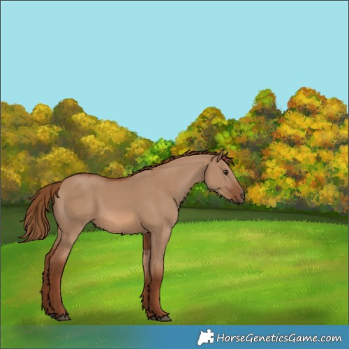 Horse Color:Red Dun 