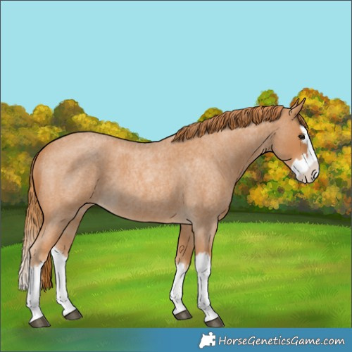 Horse Color:Red Roan Splash 
