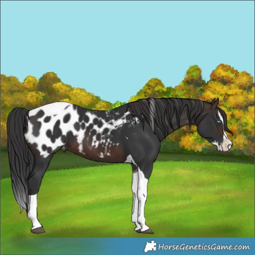 Horse Color:Brown Splash Tobiano Blanket