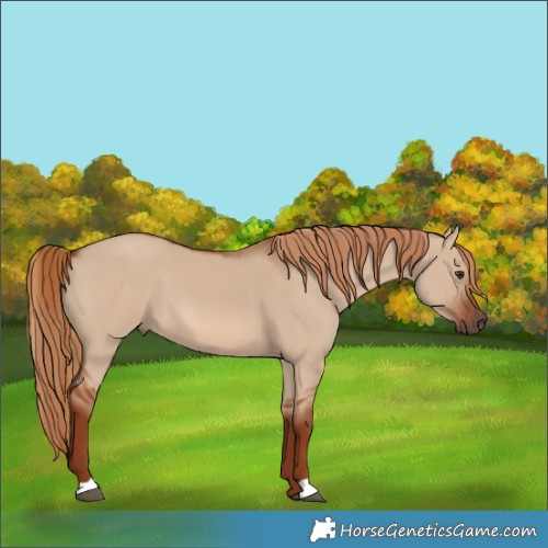 Horse Color:Red Dun