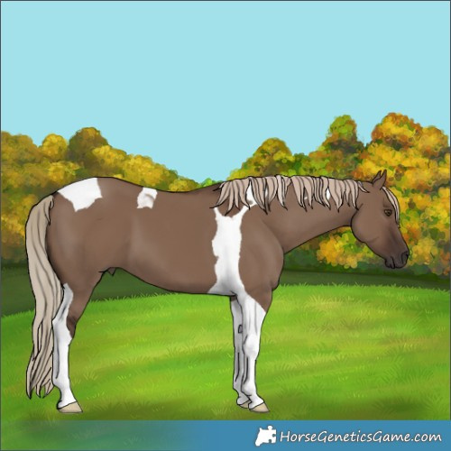 Horse Color:Liver Red Dun Tobiano 