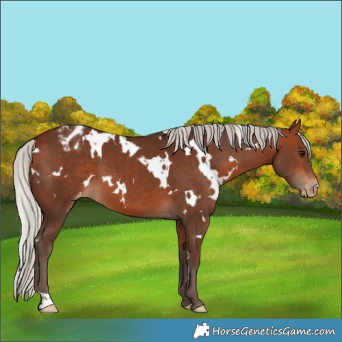 Horse Color:White Spotted Silver Bay Appaloosa 