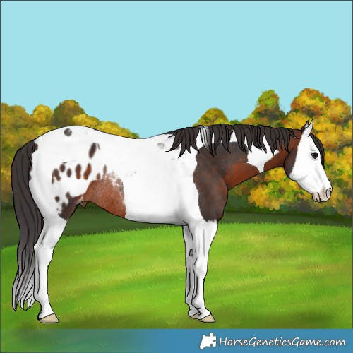 Horse Color:Brown Splash Tobiano Blanket Rabicano