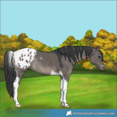 Horse Color:Grullo Tobiano Blanket Rabicano 