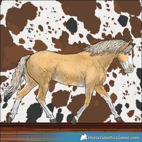 Horse Color:Palomino Dun Splash