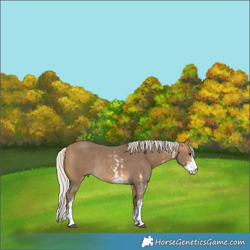 Horse Color:Silver Buckskin Sabino Rabicano