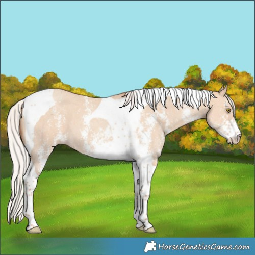 Horse Color:Silver Classic Champagne Dun Sabino Tobiano 