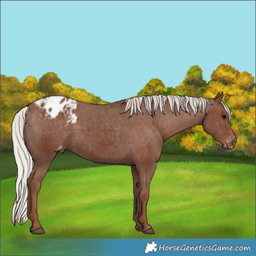 Horse Color:Silver Black Blanket