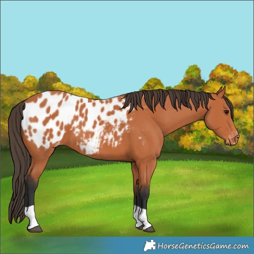 Horse Color:Bay Blanket