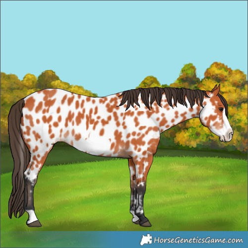 Horse Color:Bay Frame Near Leopard