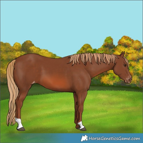 Horse Color:Chestnut Varnish 