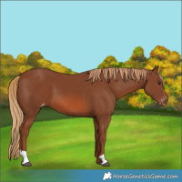 Horse Color:Chestnut Varnish